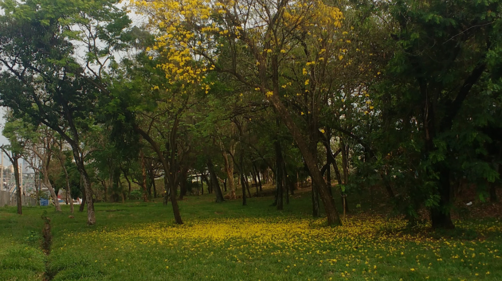 Ipê Amarelo